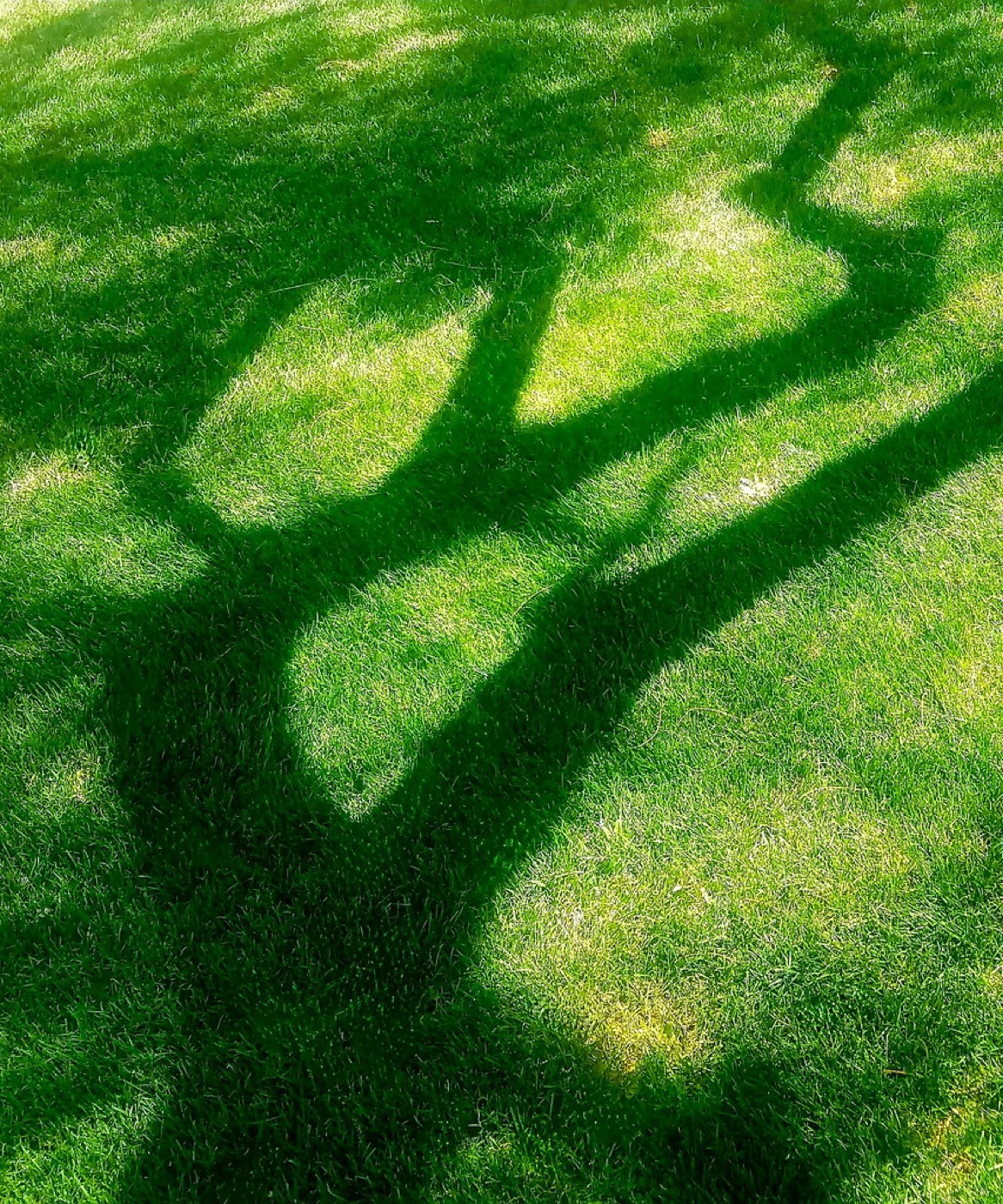 A green city park lawn