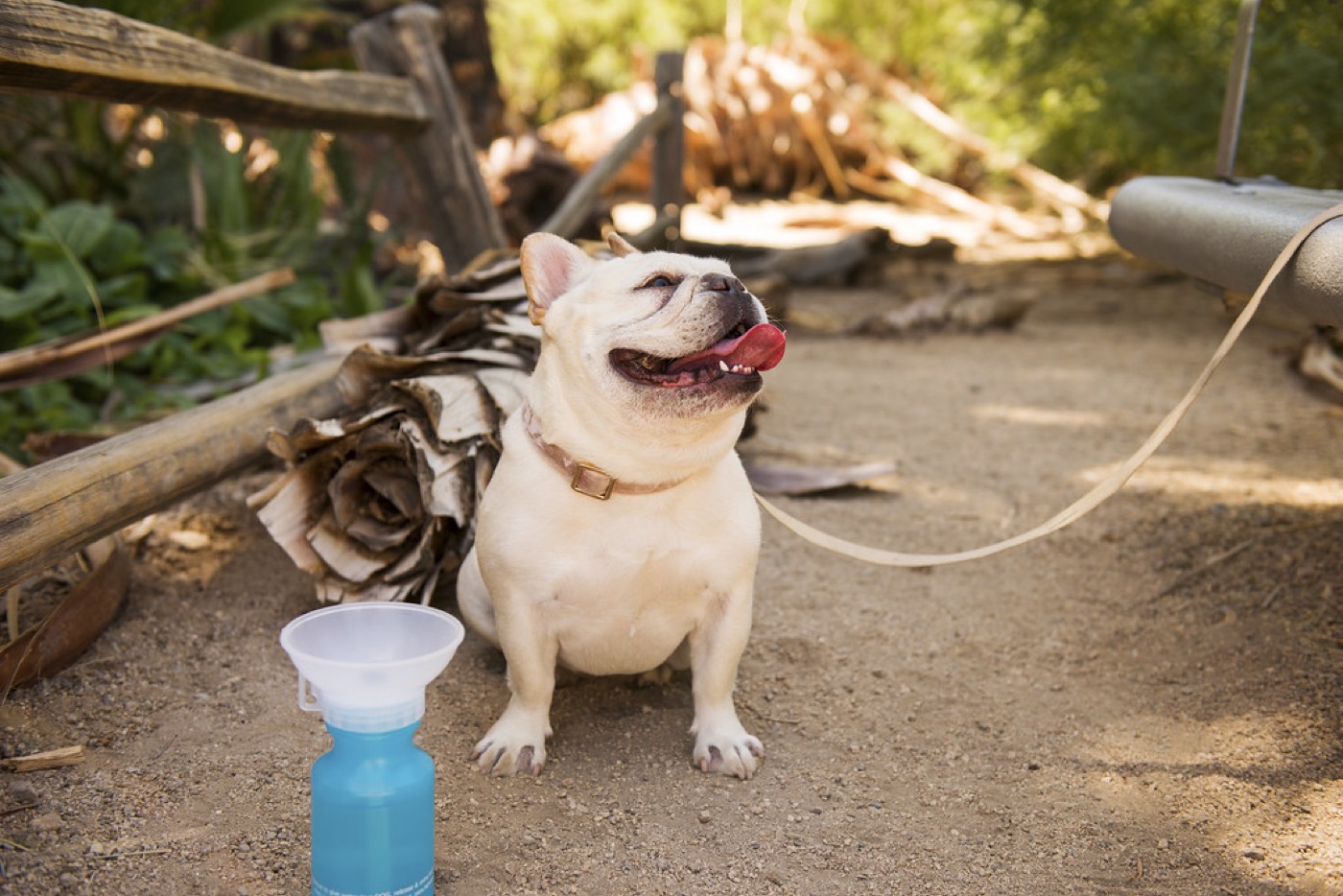 A French bulldog enjoying the outdoors